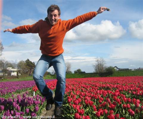 Man in orange sweater jumps between red and purple tulip fields