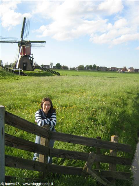 Girl leaning on a wooden fence in a meadow, windmill in the background