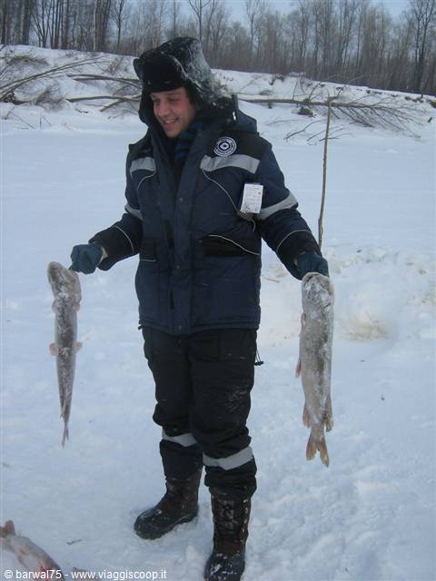 Fisherman in blue winter suit lifts two big frozen fish on the snow