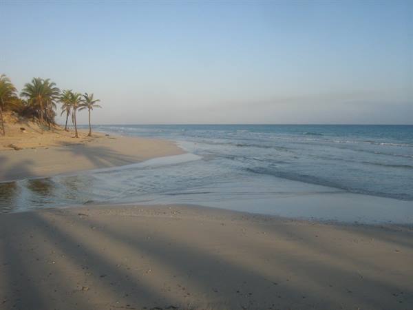 Palms on morning sand, gentle waves lapping the empty beach