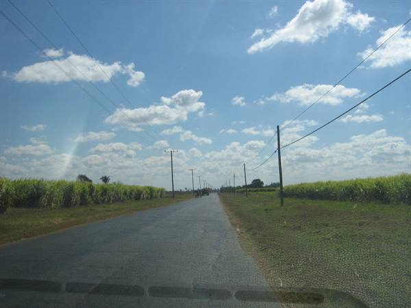 Paved road between sugarcane fields, poles and wires under cloudy sky