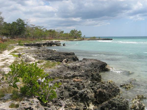 Dark coral rocks and green bushes on a Caribbean shore with turquoise sea