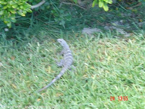 Gray lizard crossing green grass among bushes