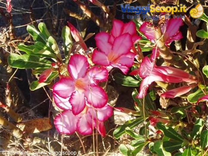 Desert rose