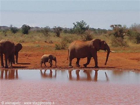 Herd of elephants with a week-old baby