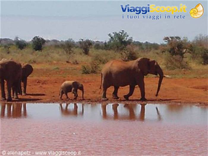 Herd of elephants with a week-old baby