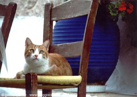 Ginger and white cat on wooden chair, blue pot and red flowers