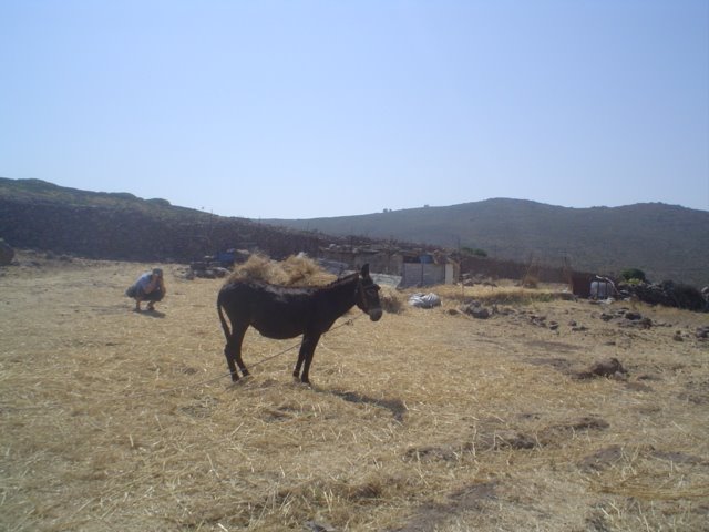 Black donkey carrying hay bundle in dry volcanic fields of Alicudi