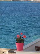 Pink pot with red flowers on white wall facing turquoise sea