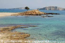 Monodendri again
