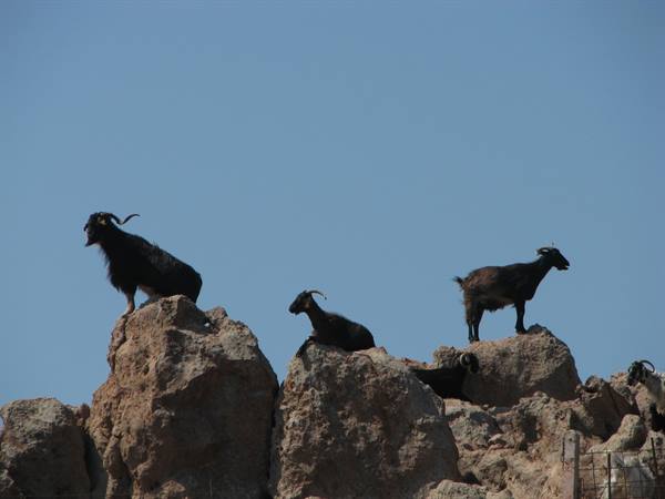 Black horned goats standing on grey rocks under clear blue sky