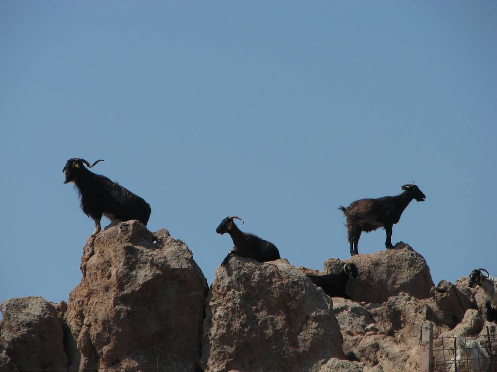 Black horned goats standing on grey rocks under clear blue sky