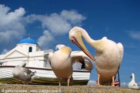 Pelicans and seagulls beside a white boat, white church with blue dome, cloudy sky