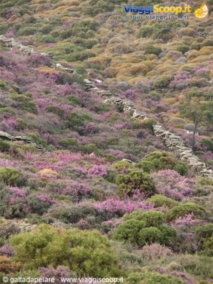 Dry stone wall winding through pink flowering bushes and green hills