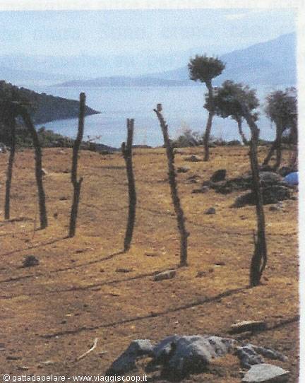 Dry wooden poles on arid ground, a lone tree and blue lake between mountains