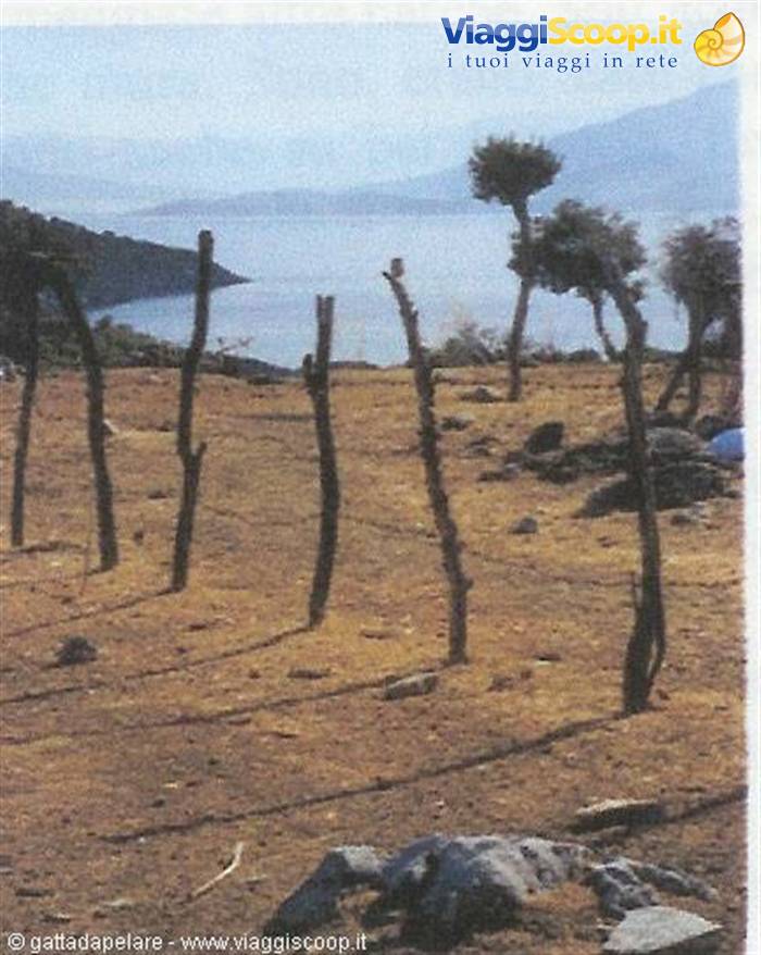 Dry wooden poles on arid ground, a lone tree and blue lake between mountains