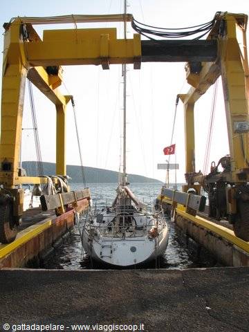 Gattadapelare goes into the water
