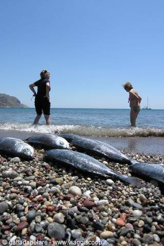 Psarì ashore