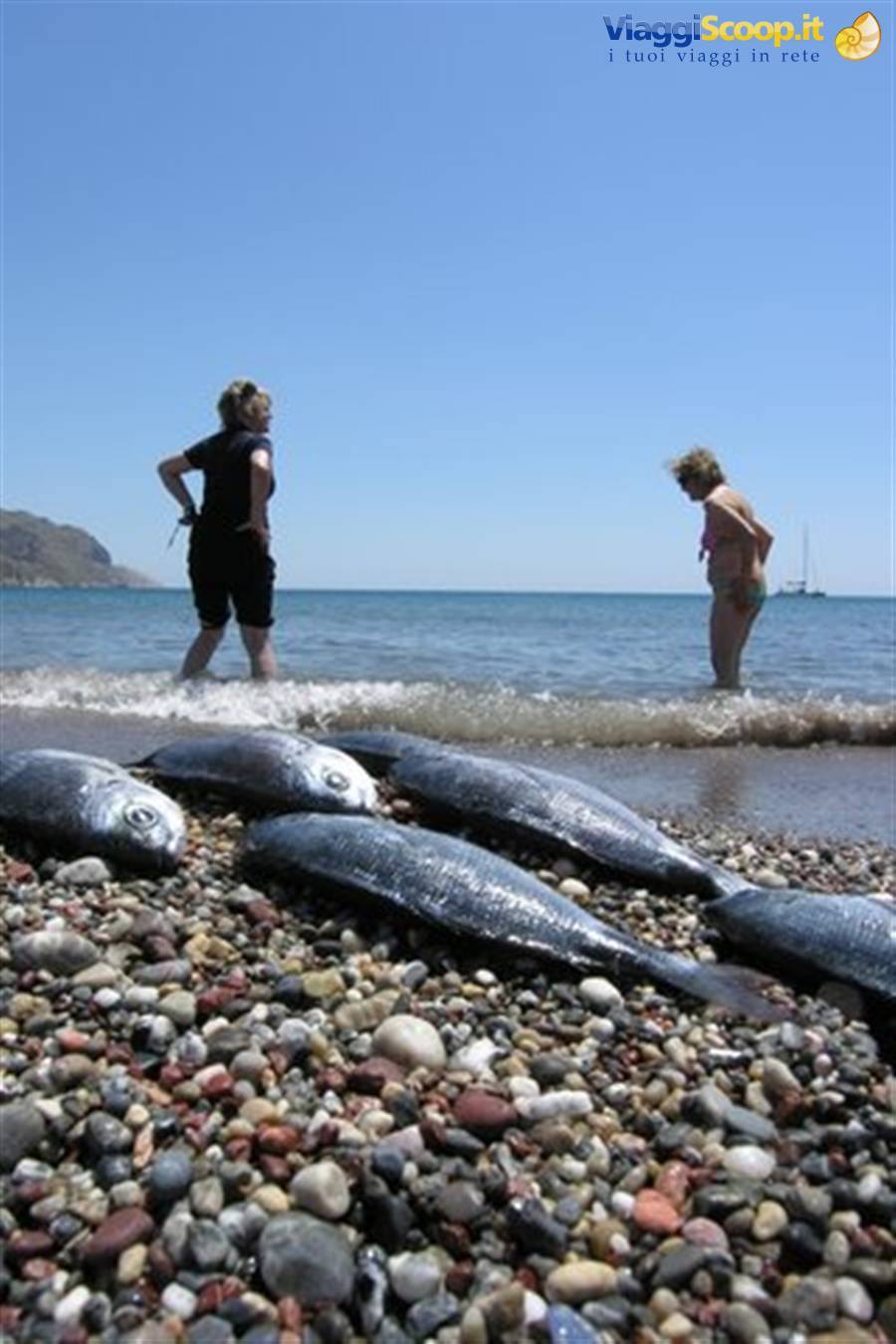 Psarì ashore
