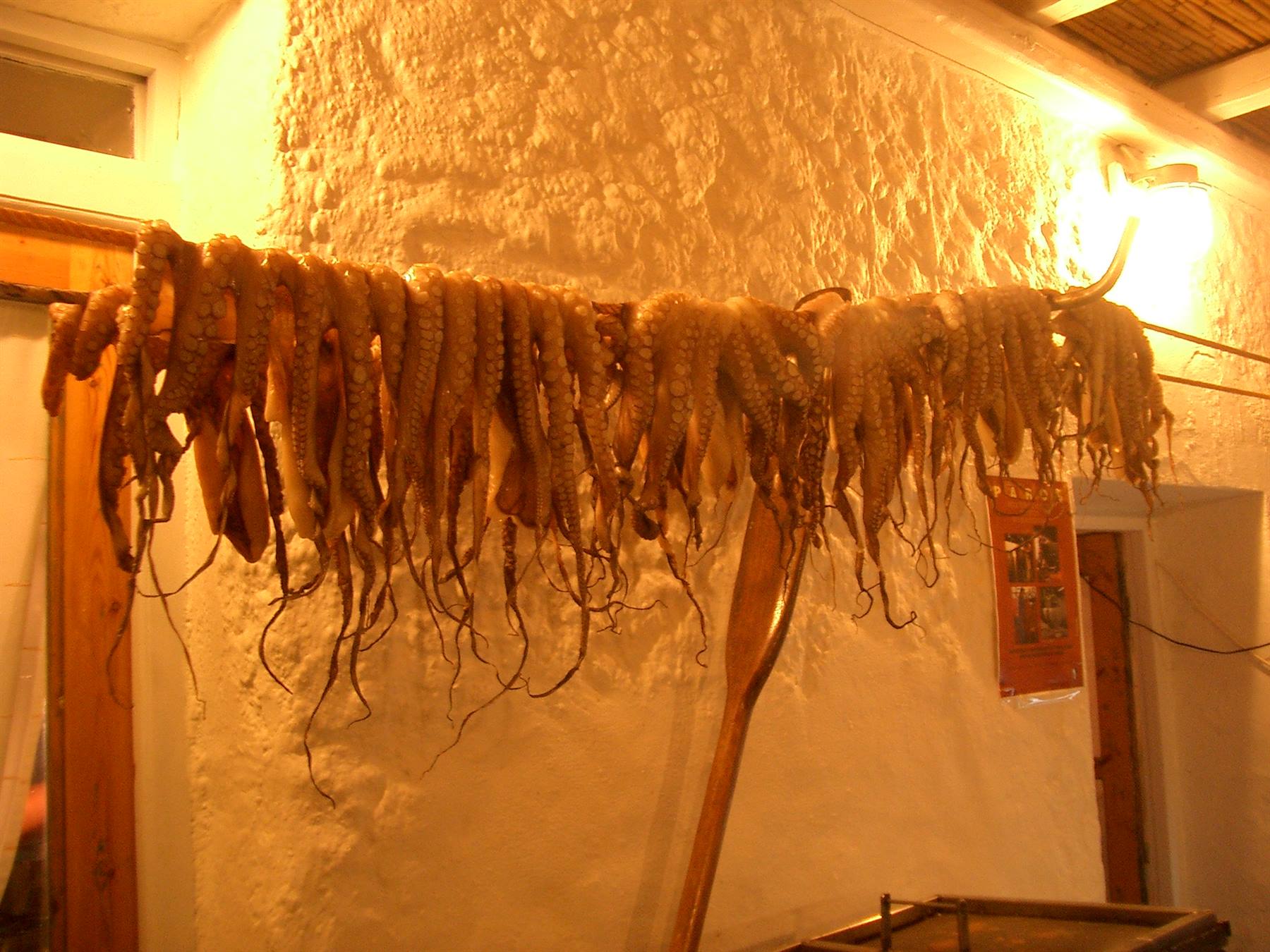 Octopuses hanging to dry on a rope before a whitewashed wall