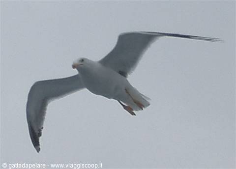 Seagull gliding with spread wings against a grey cloudy sky
