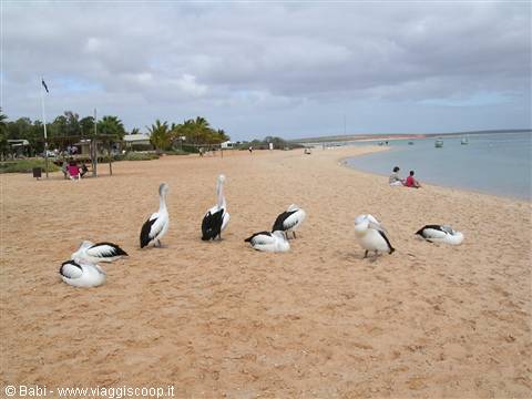 Pelicans resting on white sand at Monkey Mia, tourists sitting near the water