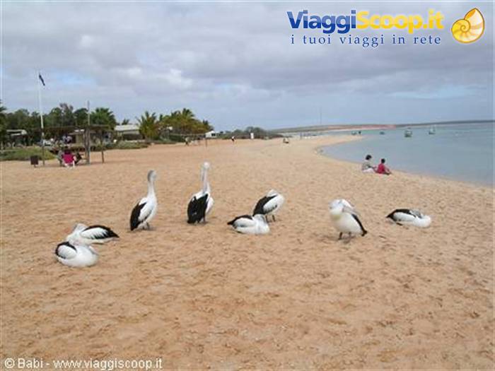 Pelicans resting on white sand at Monkey Mia, tourists sitting near the water