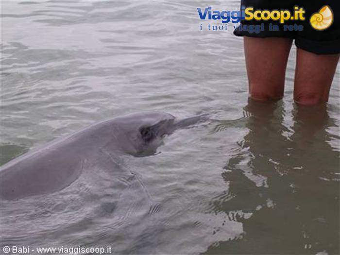 Pink dolphin swims close to a person's legs in murky shallow water