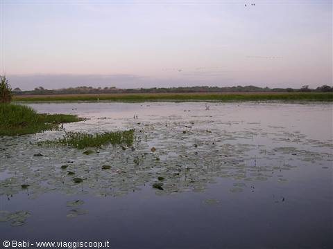 Waterbirds among lily pads on a swamp with reeds at dusk