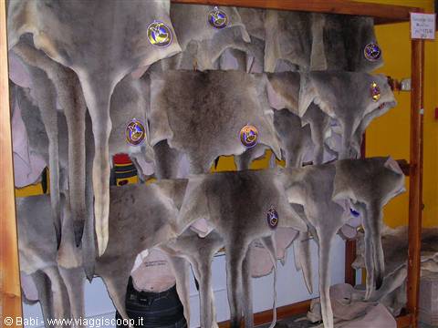 Reindeer pelts hanging in a Lapland souvenir shop