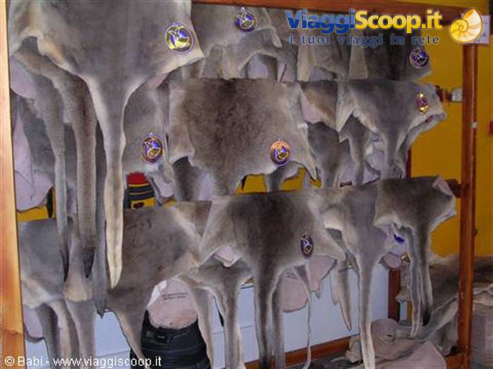 Reindeer pelts hanging in a Lapland souvenir shop