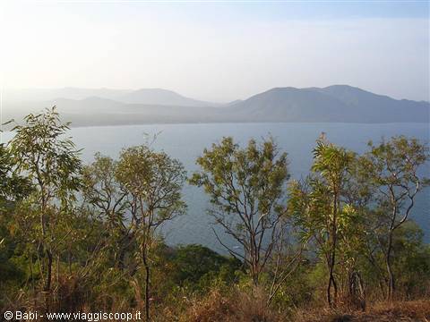 Eucalyptus trees frame a blue bay and misty hills, soft daylight