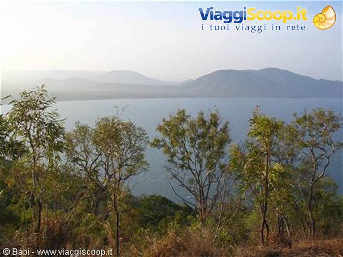 Eucalyptus trees frame a blue bay and misty hills, soft daylight