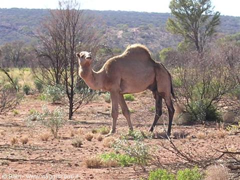 Camel standing among shrubs in the red Australian outback bush
