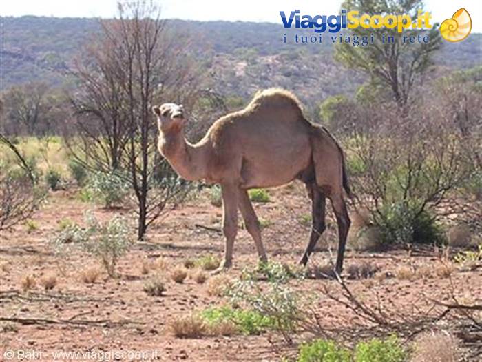 Camel standing among shrubs in the red Australian outback bush