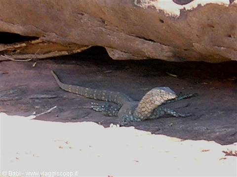 Goanna lizard resting in the shade under a rock, pale sand around