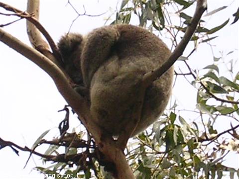 Koala sleeping curled up on a eucalyptus branch