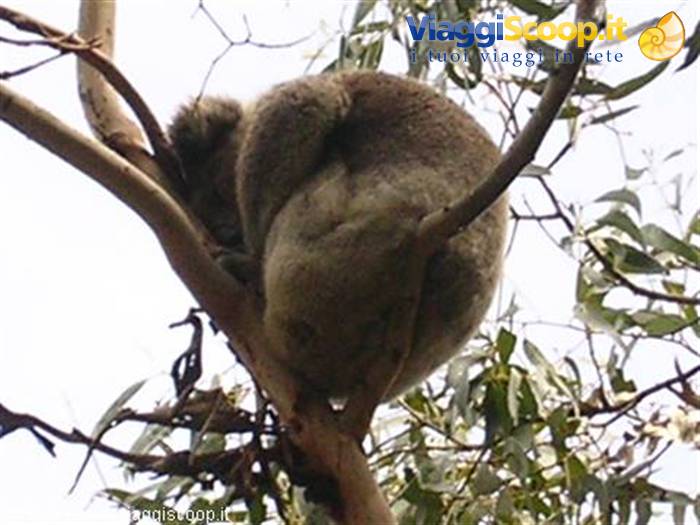 Koala sleeping curled up on a eucalyptus branch