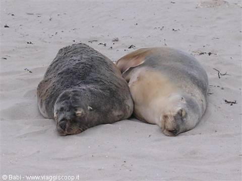 Two sea lions sleeping on white sand, likely Seal Bay