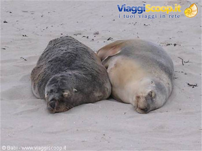 Two sea lions sleeping on white sand, likely Seal Bay