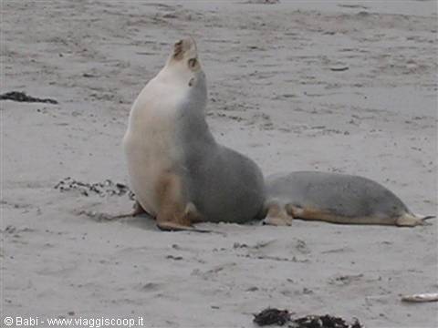 Sea lion lifting its head on the sand, beside another resting individual