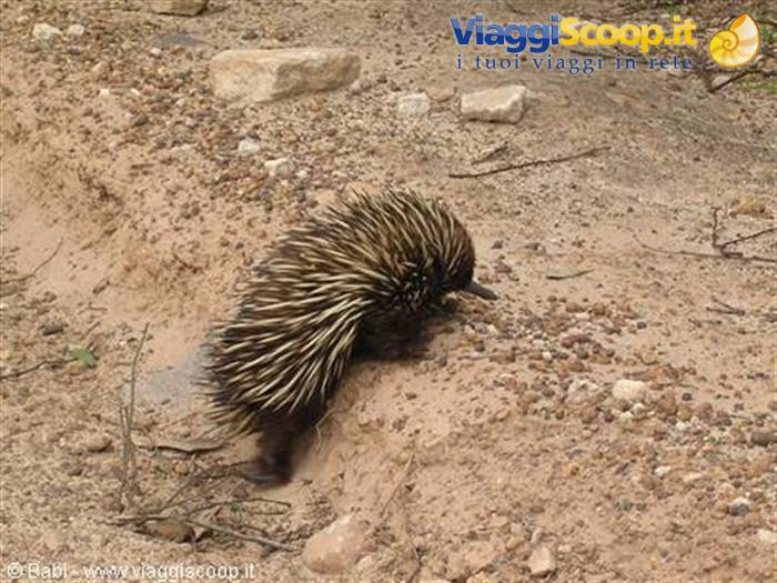 Echidna with yellow and black spines walks on red dirt and rocks