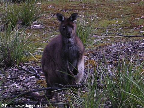 Brown kangaroo standing still among grass and moss, white chest tuft