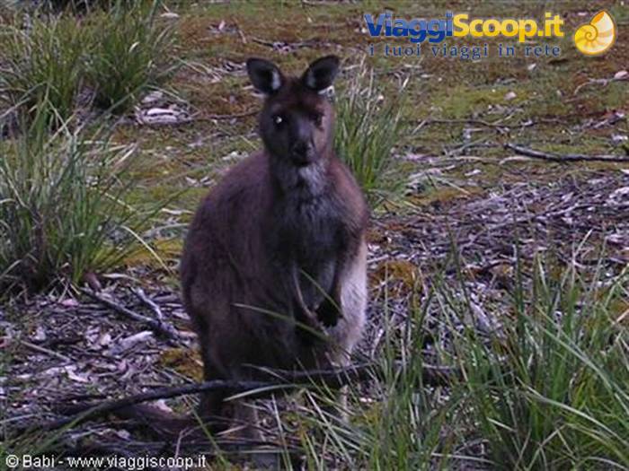 Brown kangaroo standing still among grass and moss, white chest tuft