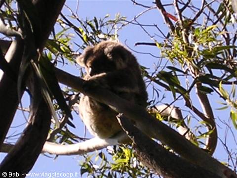 Koala perched on eucalyptus branches, sunlight filtering through leaves