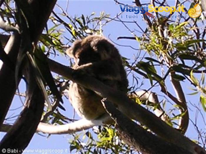 Koala perched on eucalyptus branches, sunlight filtering through leaves