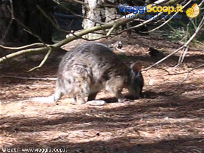 A wallaby forages among pine branches and needles