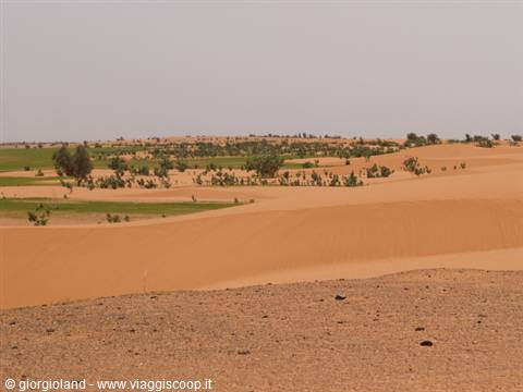 Orange sand dunes with green shrubs and cultivated fields under hazy sky