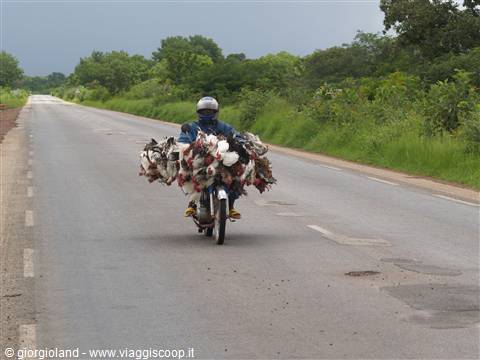 Motorcyclist carrying live chickens on a rural road