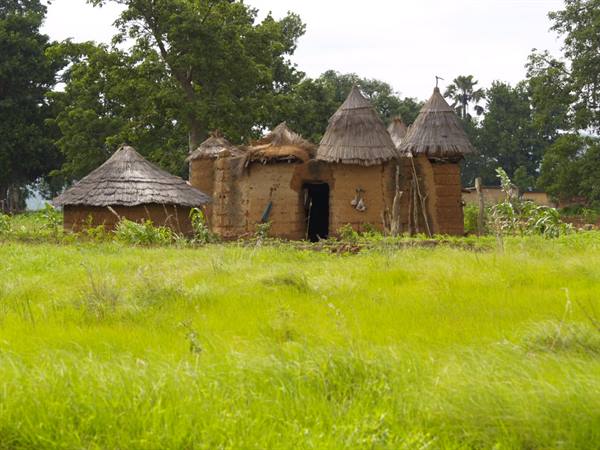 Traditional mud huts with thatched roofs among tall green grass